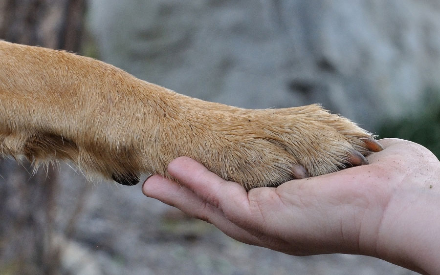 Soins énergétiques pour animaux