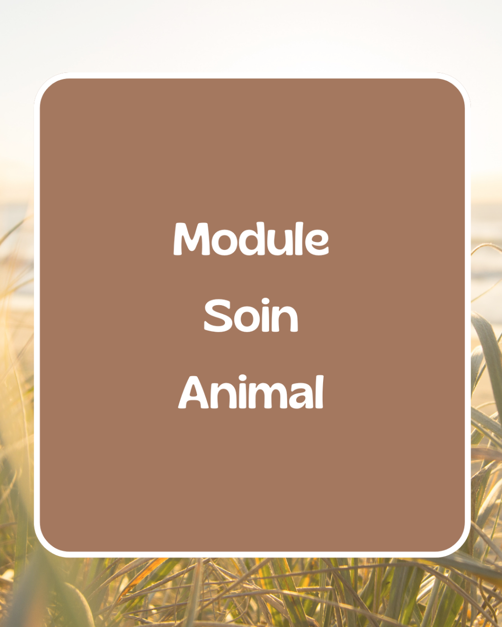 Formation - Module soin animal - énergéticienne à Bordeaux